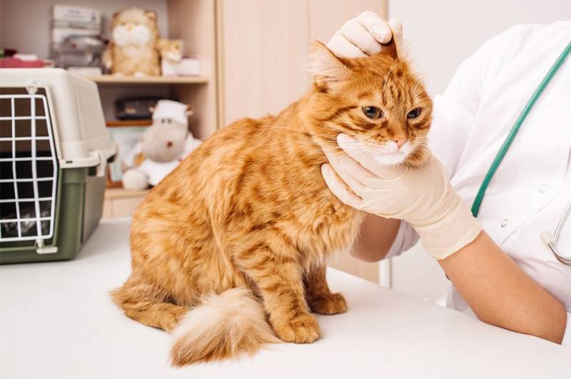 Аллергия у кошек на корм:список аллергенных продуктов. диета.