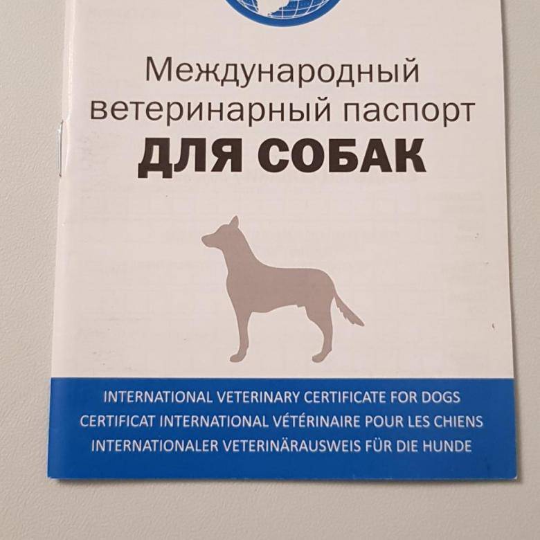 Документы и правила перевозки собак