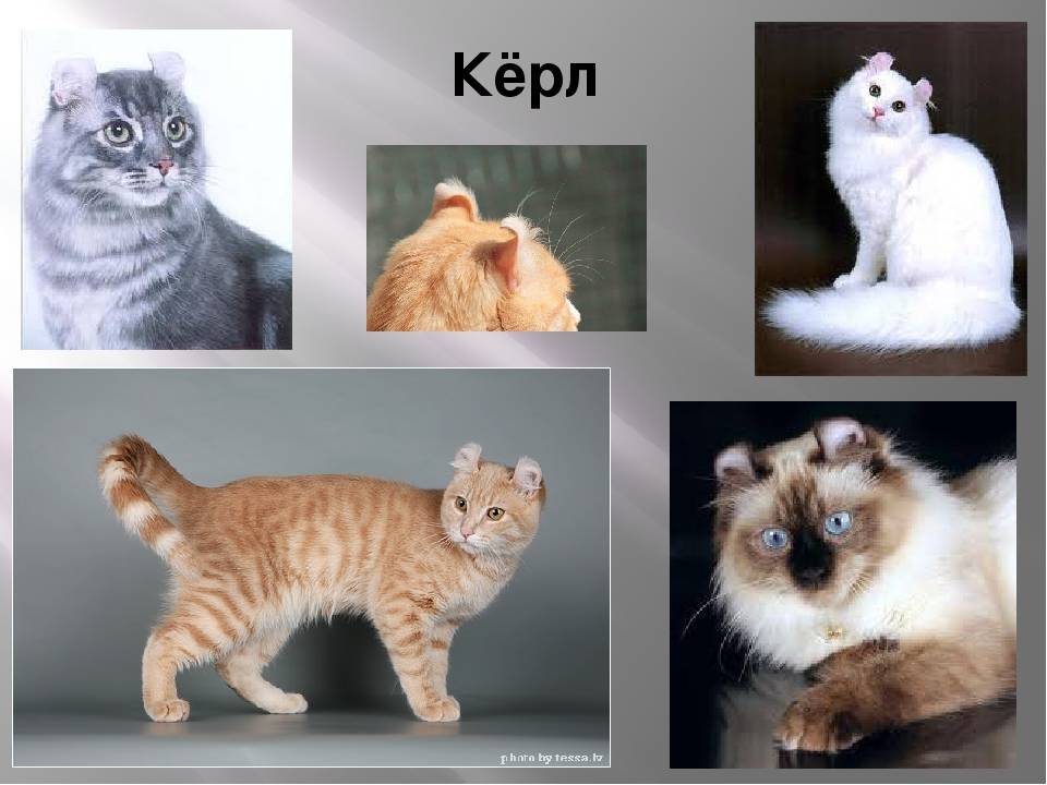 Американский керл: фото и описание породы кошек, характер, особенности содержания и ухода