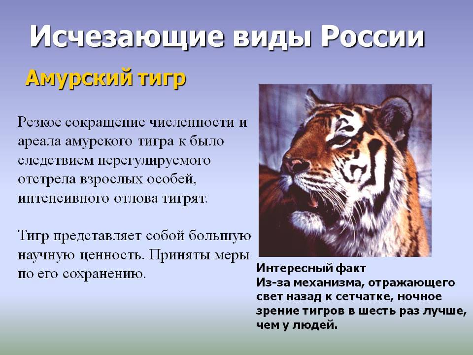 Про красную книга про тигра. Рассказ про Амурского тигра. Рассказ при Амурского Тигоа. Рассказ о Амурском Тигре. Редкие и исчезающие виды животных.
