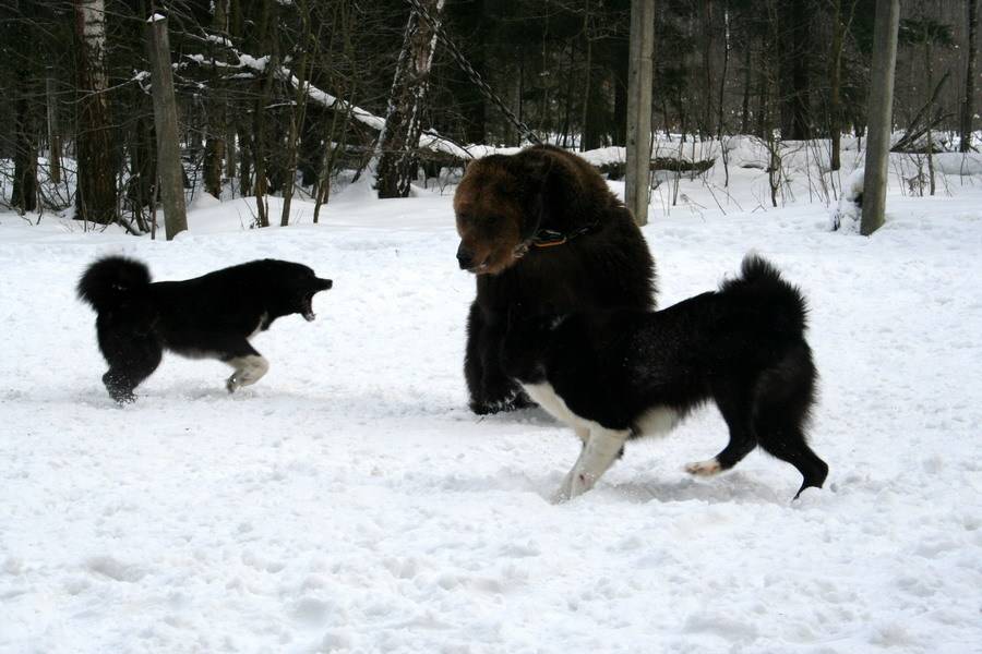 Карельская медвежья собака — серьезный северный зверь и прекрасный помощник в охоте ⋆ собакапедия
