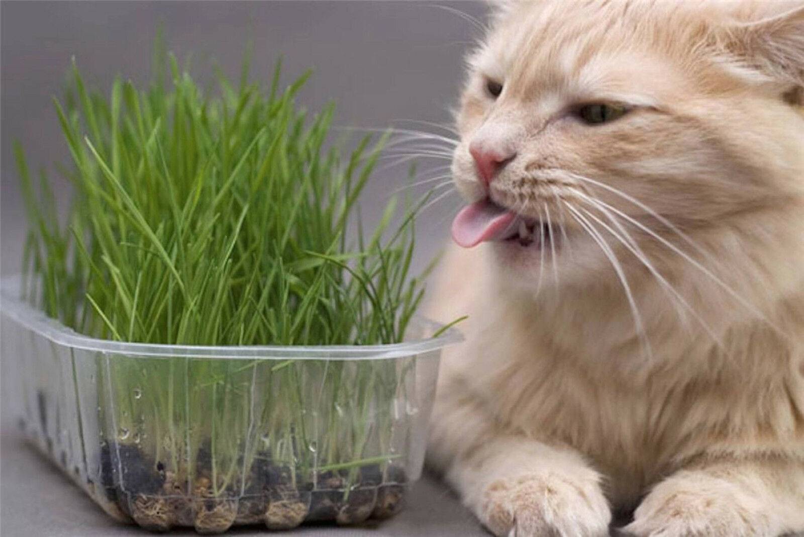 Почему кошка постоянно просит есть – даже если не голодна