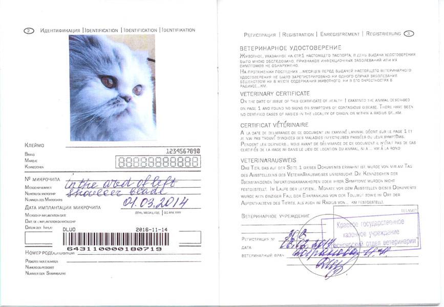 Ветеринарный паспорт для кошки: зачем нужен, оформление, цены