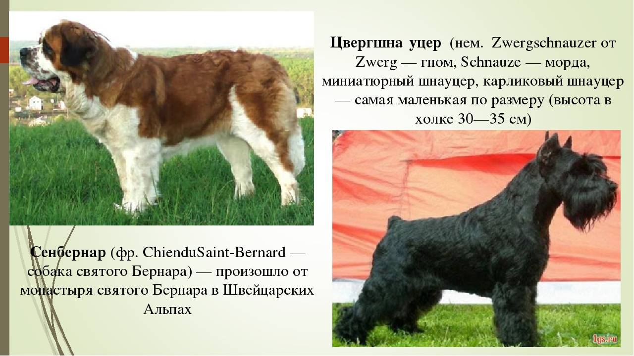 Порода собаки из фильма "бетховен", описание и характеристика породы собак сенбернар
