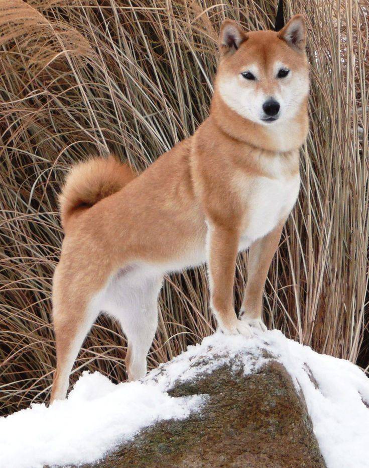 Японский терьер (микадо-терьер) : описание породы собак с фото и видео