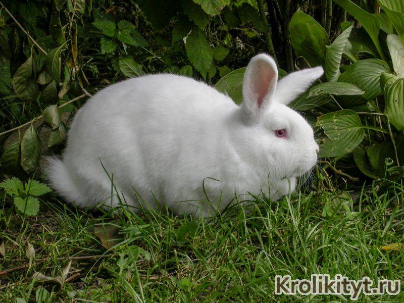 Белые и красные новозеландские кролики: характеристика породы, особенности содержания и разведения