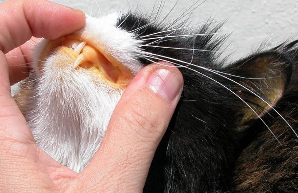 Зачем кошки усы. какие функции выполняют усы кошек