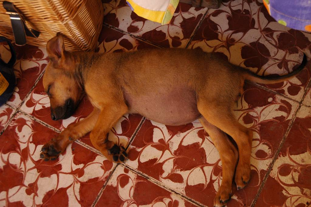 Диарея (понос) у собаки: причины, лечение, возможная опасность и список препаратов