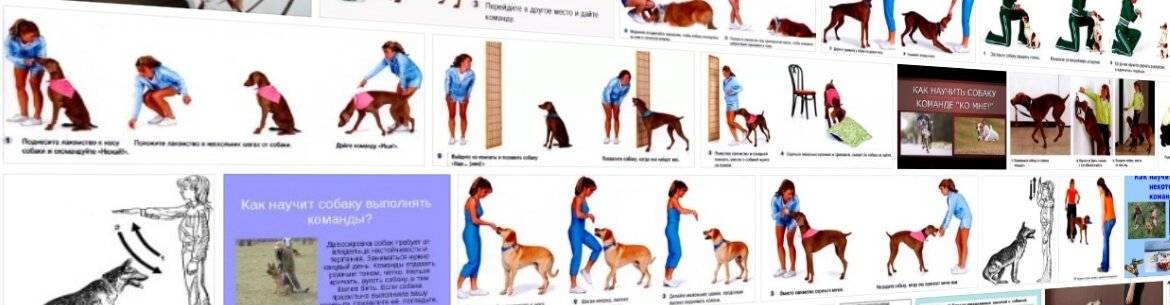 Как научить собаку команде «фу!»: просто и понятно