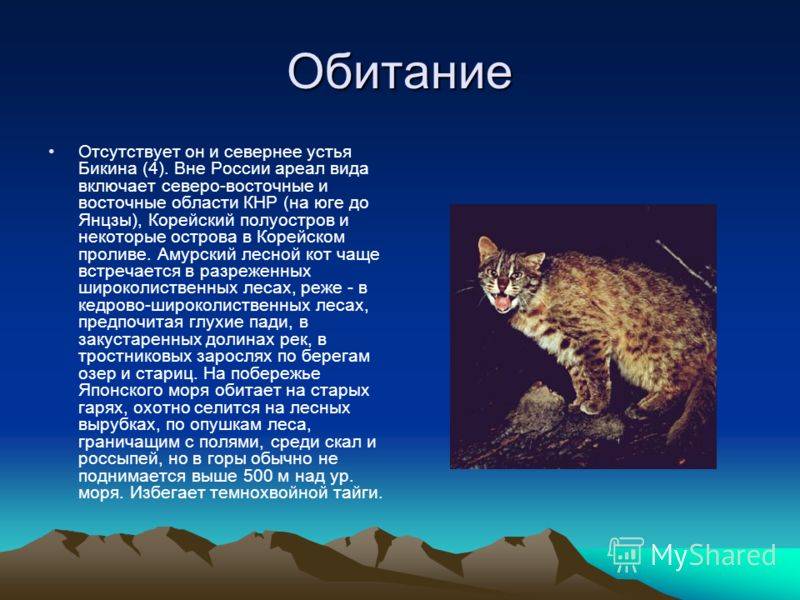 Лесной (дикий) кот: описание внешности, характер, среда обитания и образ жизни, фото