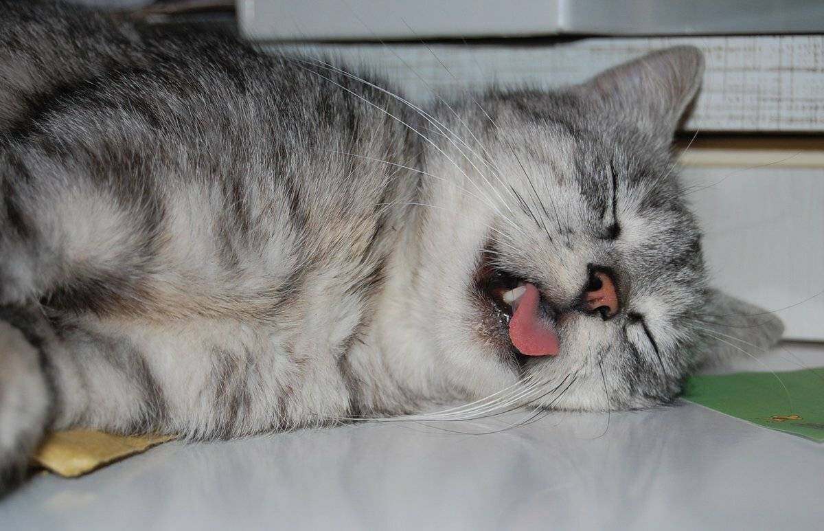 Почему коты показывают язык, высовывают его кончик и не убирают, спят с высунутым язычком и прикусывают его?