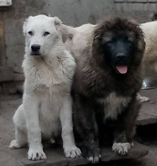 Сторожевые породы собак: московская сторожевая, кавказская, среднеазиатская, терьер | блог ветклиники "беланта"