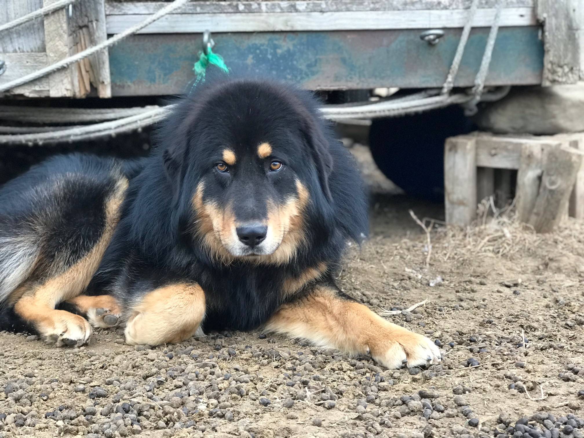 Бурят-монгольский волкодав – заботливый и верный сторожевой пес, сильный охотник