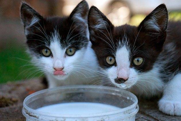 Можно ли кошкам молоко давать и какой вред и пользу оно несет