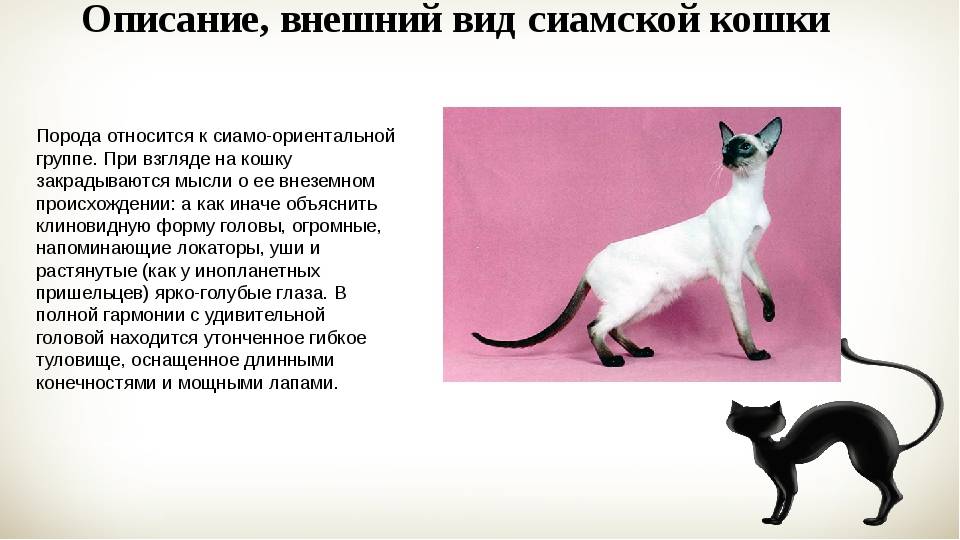 Изучаем характер сиамской породы кошек | | блог ветклиники "беланта"