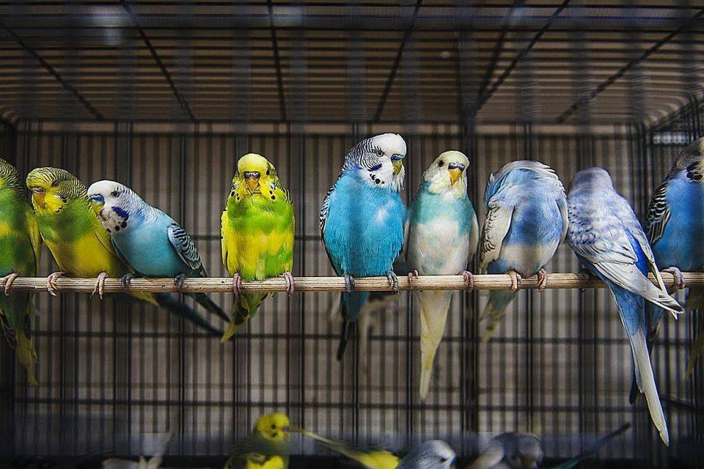Попугай и канарейка в одной клетке: можно ли держать вместе?