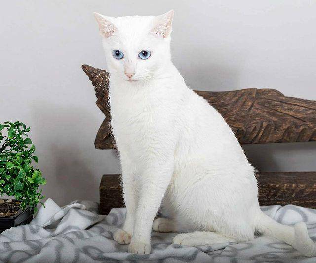 Интересные факты о белых голубоглазых кошках