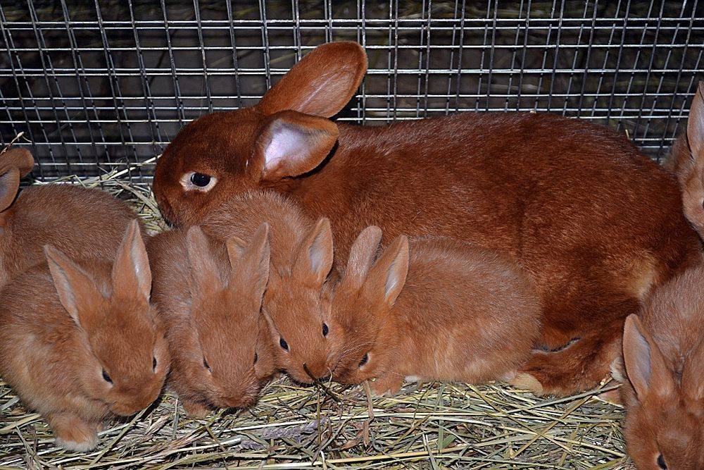 Бургундская порода кроликов – описание, содержание и уход