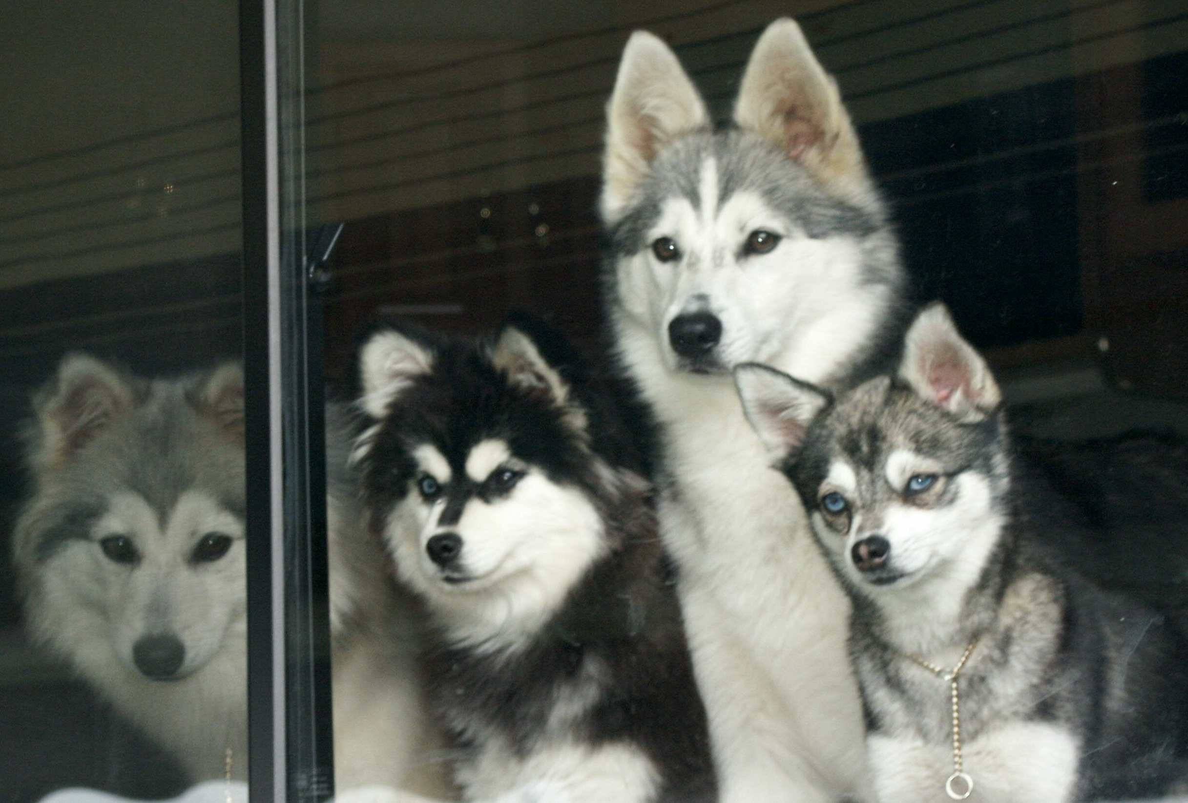 Аляскинский кли кай: мини хаски - описание этой миниатюрной породы собак, цена, фото, где лучше купить щенка, известные питомники в россии, а также отзывы владельцев
