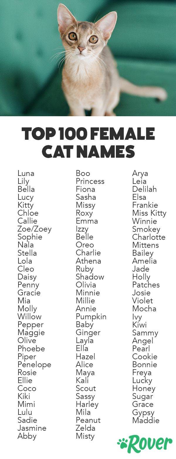 Ласковые клички для котов и кошек, красивые имена для мальчиков и девочек.