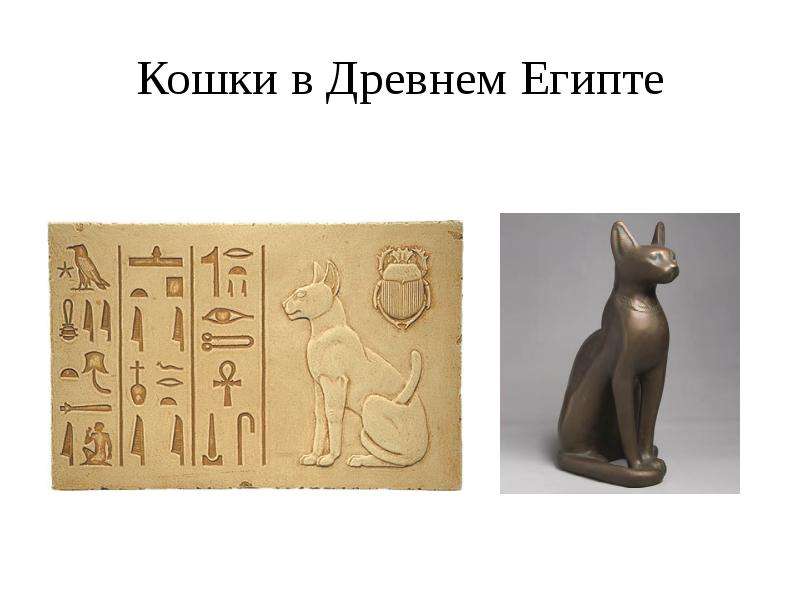 Самые древние породы кошек. самые старейшие и древнейшие породы домашних кошек в мире. - petstime.ru