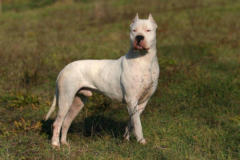 Характеристика породы собак гуль донг, правила содержания животного - домашние наши друзья