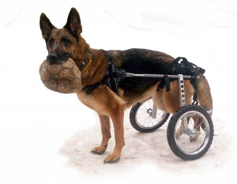Особенности конструкции инвалидных колясок для собак: разновидности и характеристики