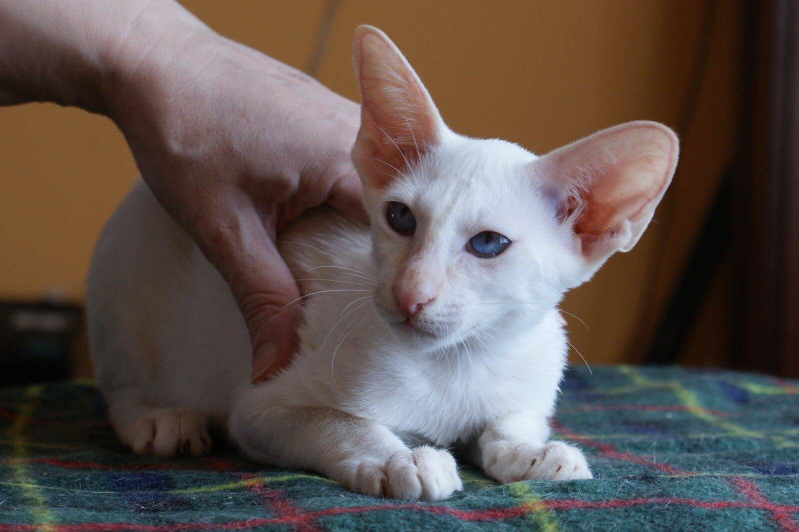 Сейшельская кошка - роскошная восточная красавица у вас дома - мир кошек