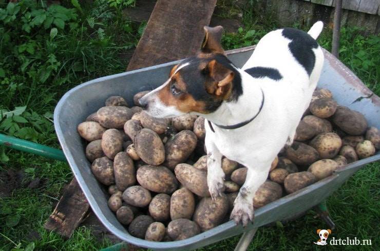 Можно собакам давать картошку