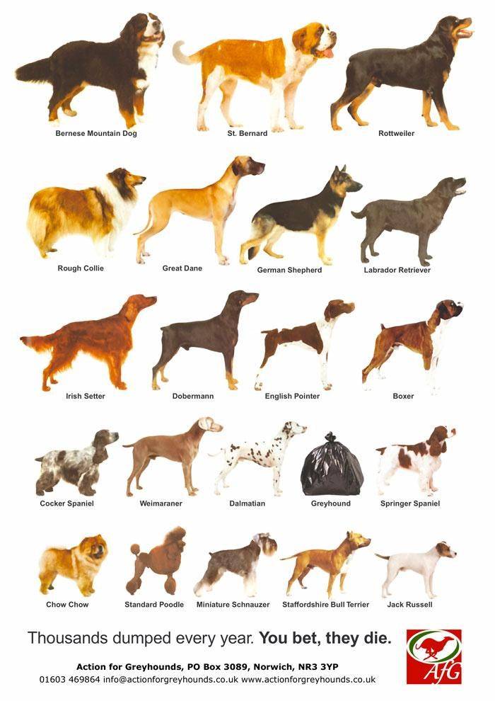 Породы собак средних размеров: описание и фото