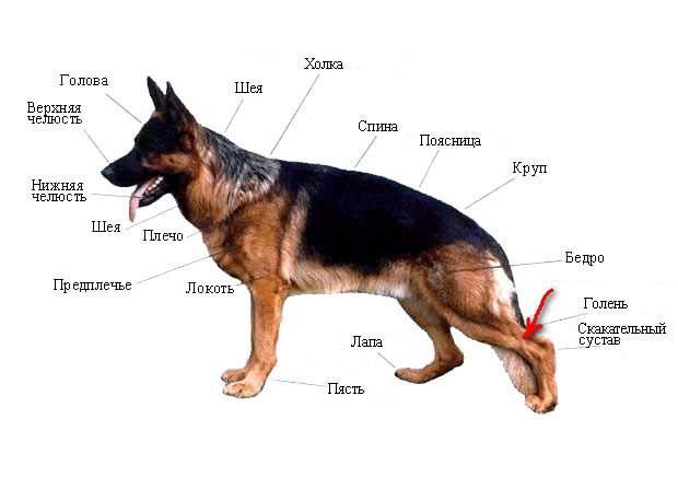 Пэт класс у собаки: что это такое, что значит брид