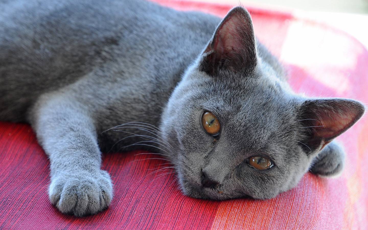 Картезианская кошка: образ жизни, описание и содержание шартреза в домашних условиях