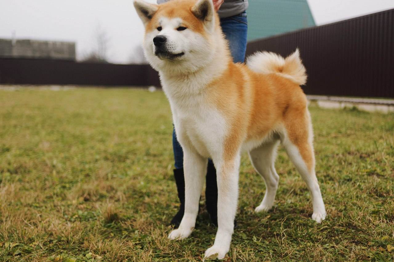 Японские породы собак: 6 чистокровных пород | блог ветклиники "беланта"