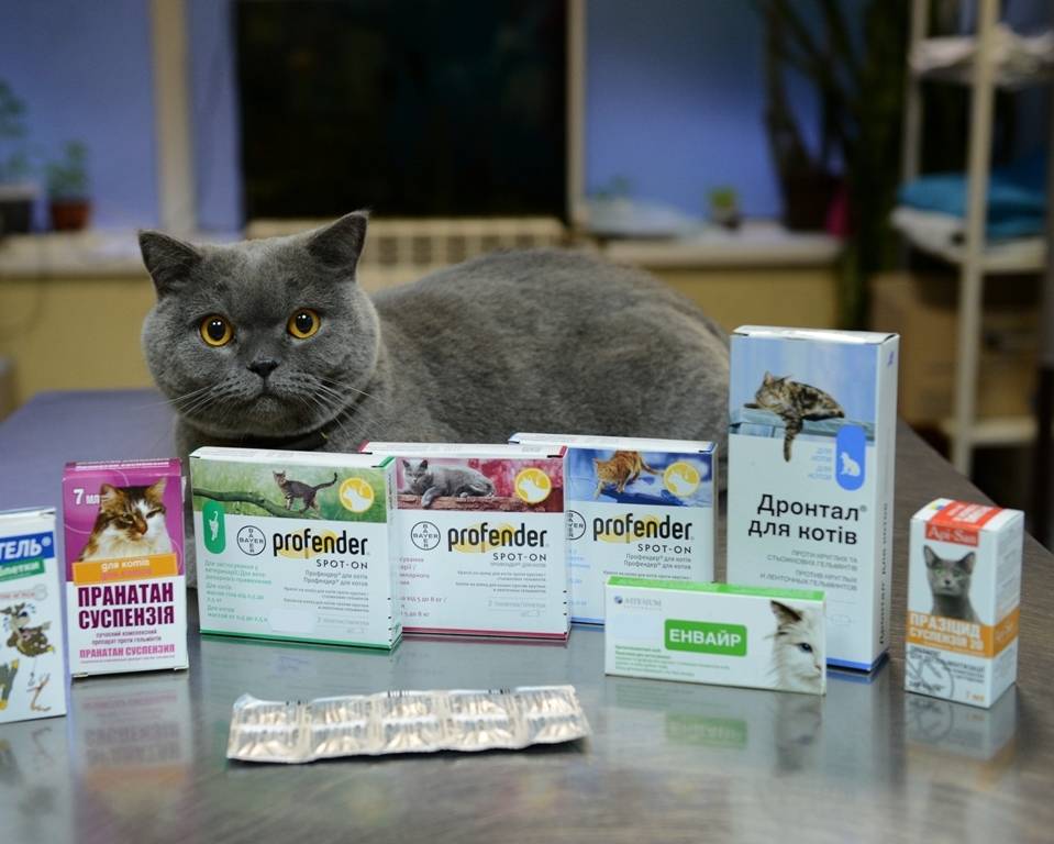 Понос у котенка: что делать, причины, симптомы, диагностика, прогноз, осложнения  | блог ветклиники "беланта"