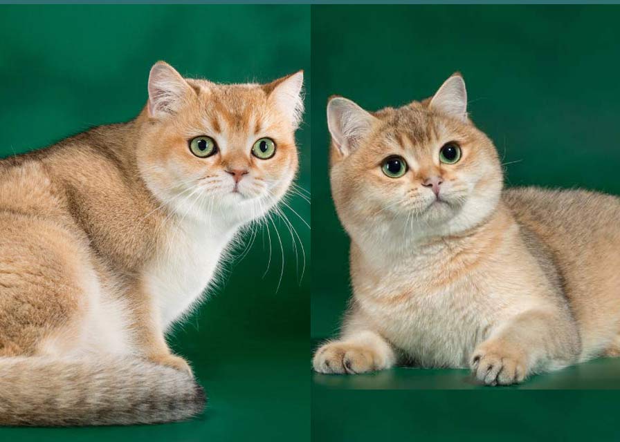 Британская длинношерстная кошка (хайлендер): фото, цена