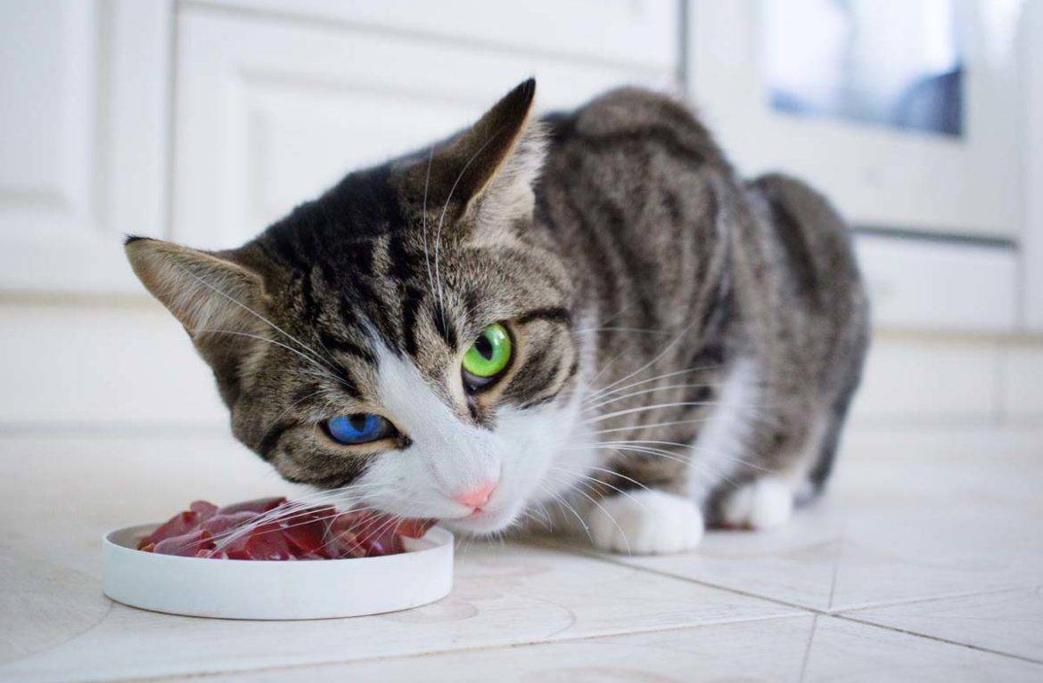 Все ли можно давать кошке: корма и продукты, которые можно есть кошкам - purina-catchow.ru