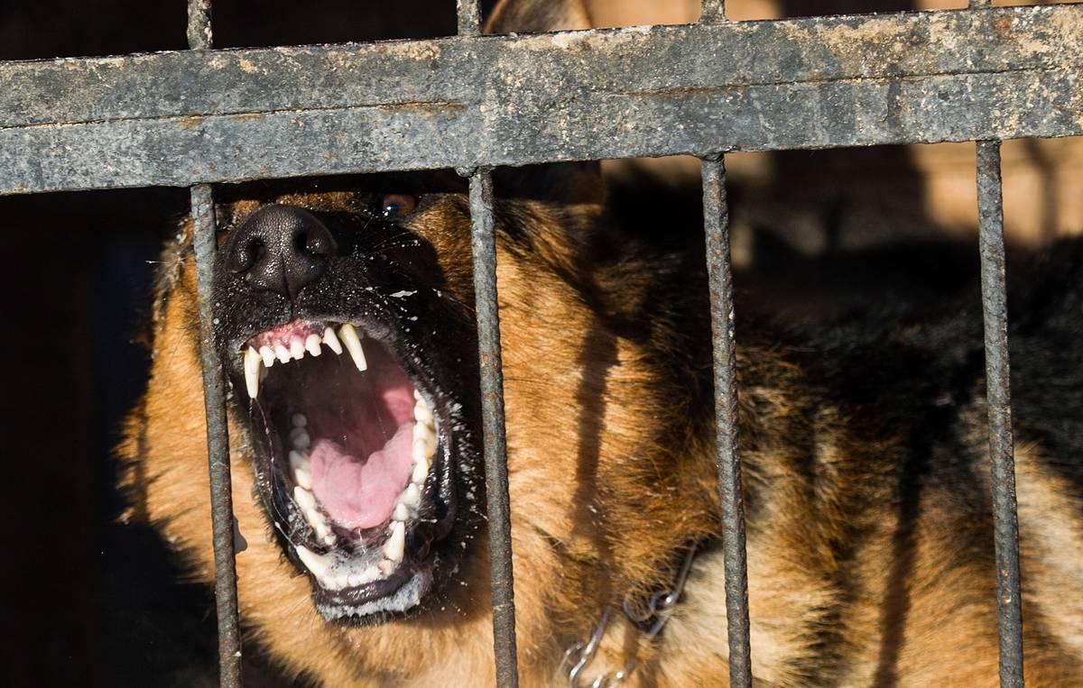 Потенциально опасные породы собак в россии: список