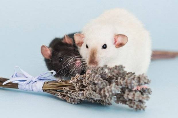 Декоротивные мыши - уход, содержание и разновидности домашних мышей