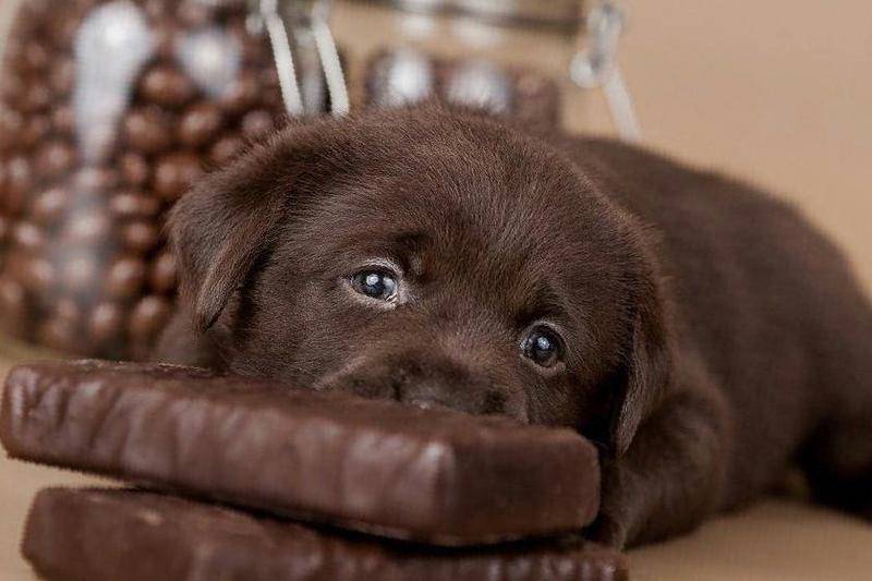 Можно ли собакам давать шоколад и чем он вреден для них?