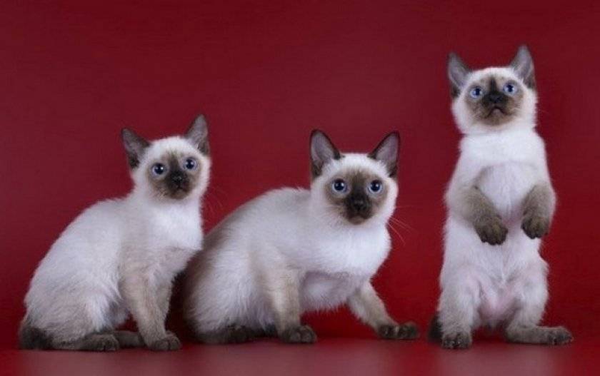 Самые маленькие породы кошек в мире - pet-mir.ru