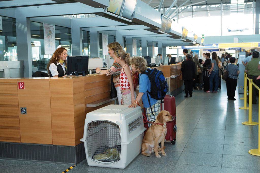 Правила перевозки собак в самолете по россии, за границу