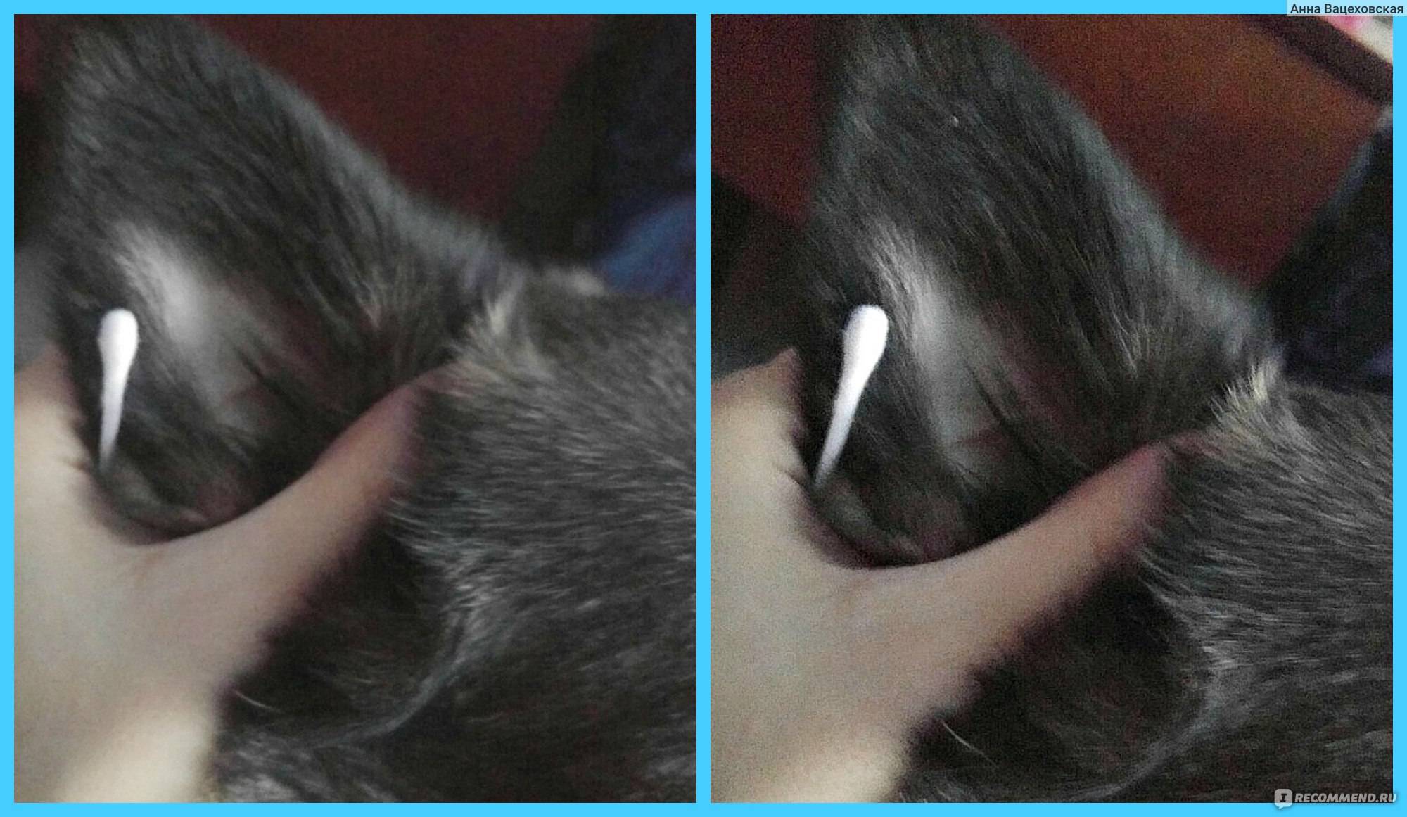 Как чистить уши кошке в домашних условиях своими руками
