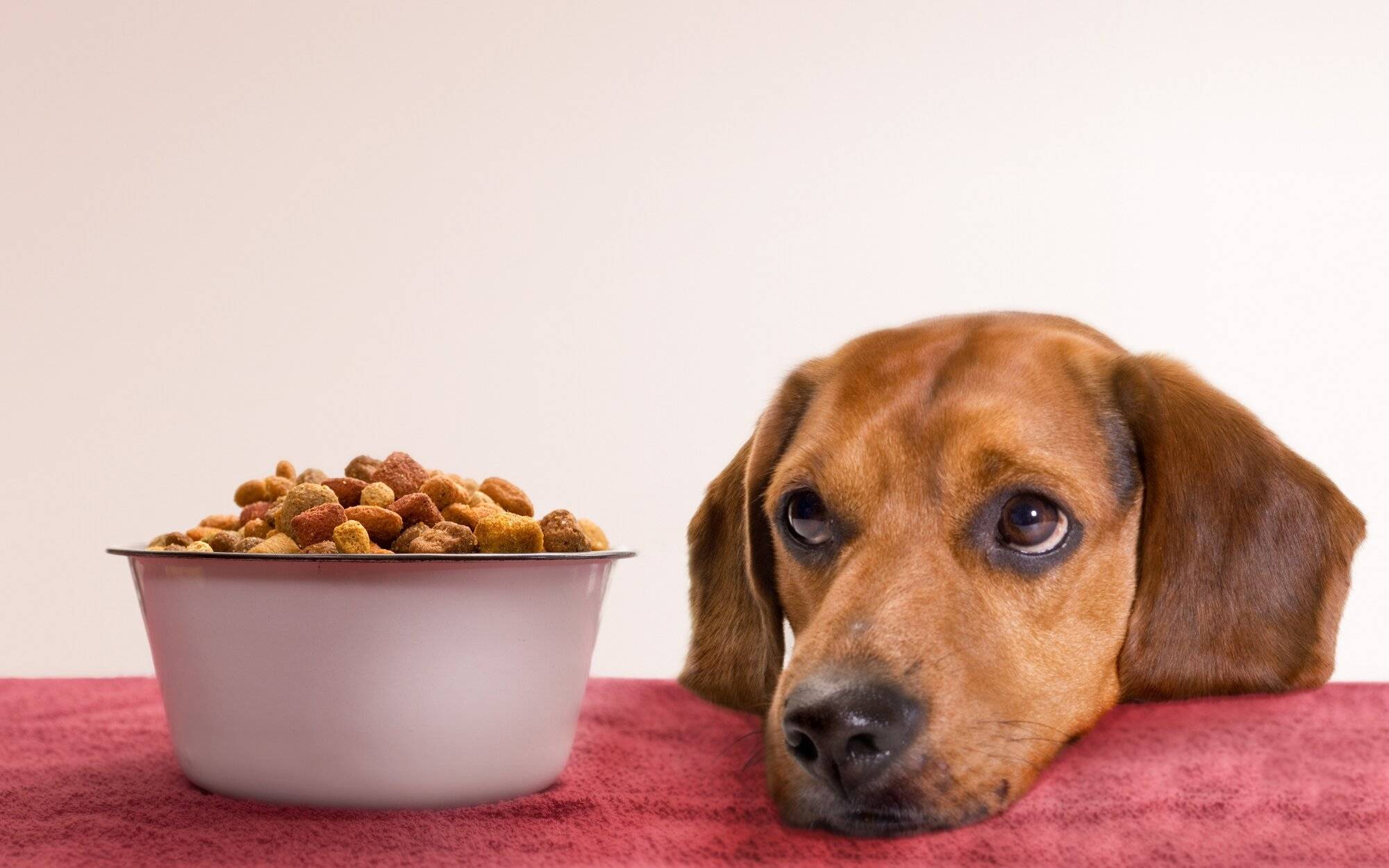 Как ведет себя щенок и взрослая собака в жару: правильное питание в такую погоду