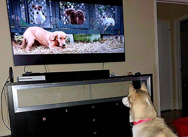 Кот облизывает экран телевизора почему. осмысленно ли животные смотрят телевизор? какая связь с потусторонним миром