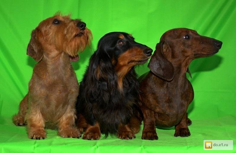Рыжая такса: фото собак, описание стандарта, возможные размеры, разновидности по типу шерсти, особенности ухода и выбор щенка