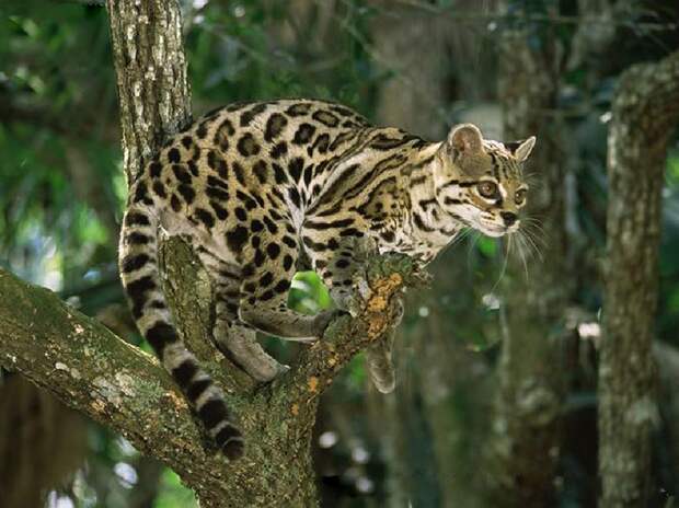 Лесной кот: образ жизни и описание дикого животного, характер и повадки, размножение и содержание в неволе