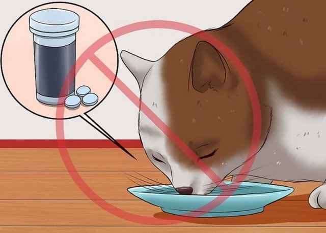 Как правильно давать активированный уголь кошке при поносе: дозировка, советы, рекомендации