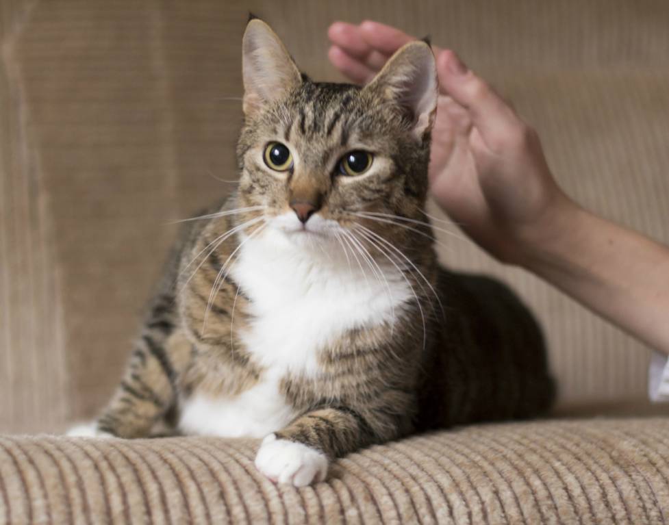 Беспородные коты (32 фото): характер кошек без породы, продолжительность их жизни в домашних условиях. содержание котят