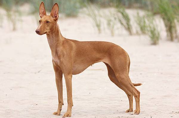 Характеристики породы собак чирнеко дель этна