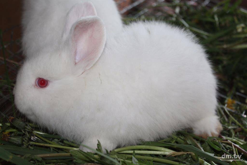 Новозеландский кролик — описание красной, белой и черной породы